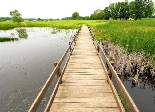 Limberlost Marsh Boardwalk near Geneva, Indiana featuring wooden walkway through wetlands with cattails, native grasses, and interpretive signs for wildlife viewing