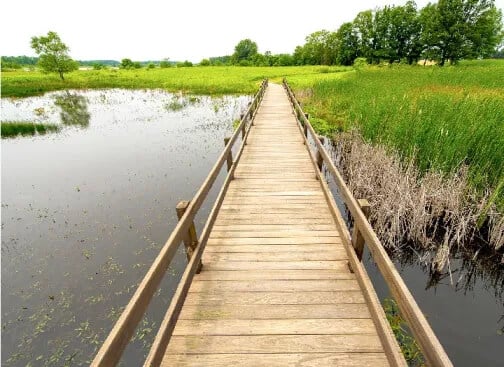 Limberlost Marsh Boardwalk near Geneva, Indiana featuring wooden walkway through wetlands with cattails, native grasses, and interpretive signs for wildlife viewing